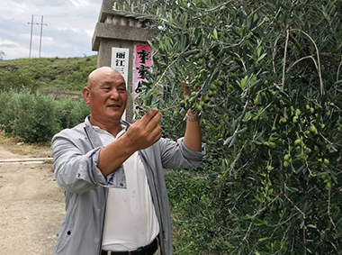 [麗江故事]王文雄：麗江油橄欖產(chǎn)業(yè)發(fā)展的帶頭人