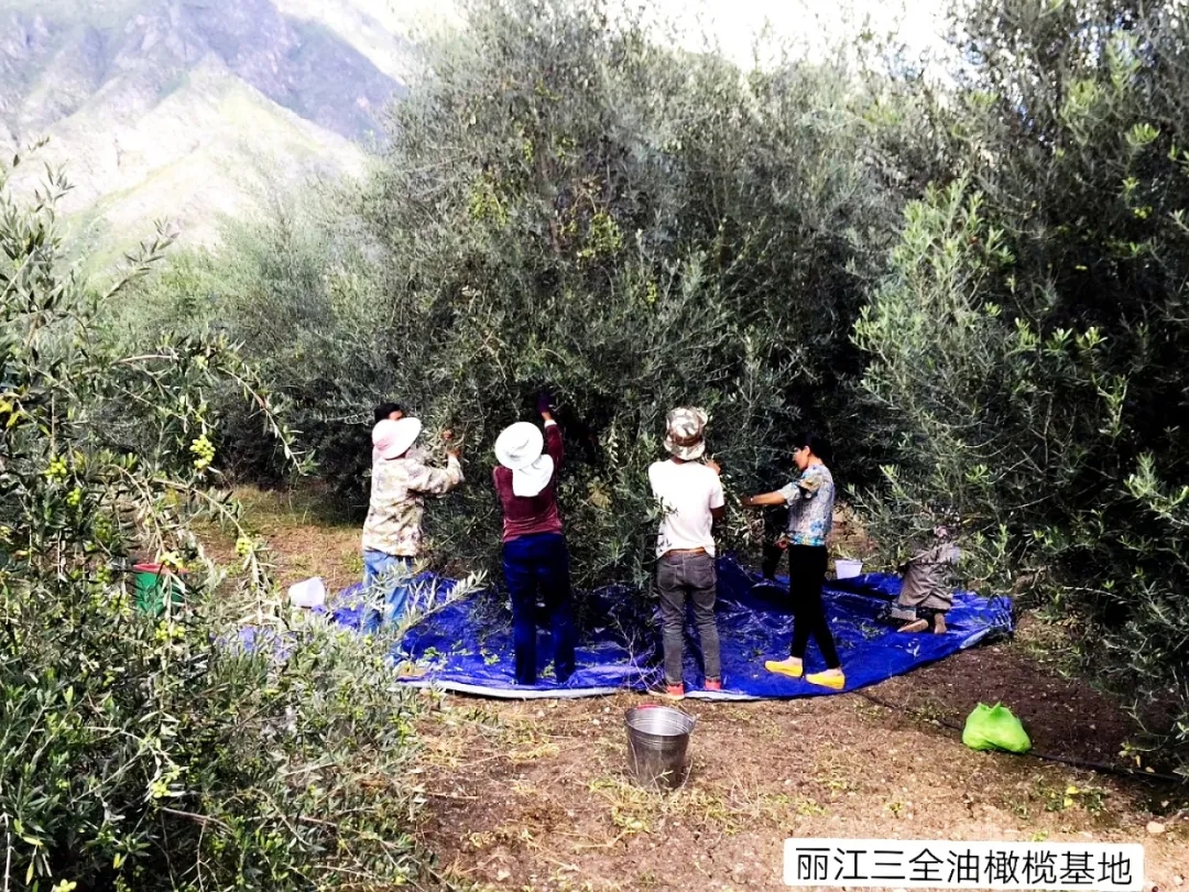 破繭化蝶!麗江油橄欖龍頭企業(yè)16年實現(xiàn)種產(chǎn)銷一體化_久顧橄欖油